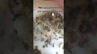 Is my Queen Ant laying an egg?