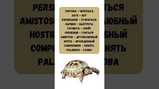 Tortuga   Черепаха Gato   Кот Esforzarse   Стараться Rapidez   Быстрота Patineta   Скейт Perseguir