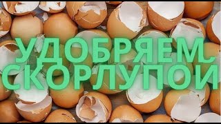 Удобрение из  яичной скорлупы. Fertilizer.