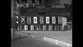 Sandown Park greyhounds, November 11th 1982