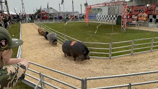 Pig Racing, something fun for the family