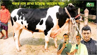 গরুর নাম রাখা হয়েছে  জায়েদ খান |  আউলিয়াবাদ কালিহাতি টাঙ্গাইল |