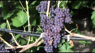 Кишмиш Канадис (Canadice grapes) - ранний и зимостойкий