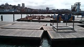 Sea lions in San Francisco