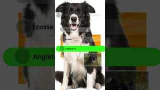 border quiz part 1 #veterinaire #chien