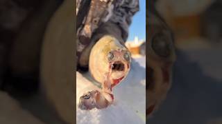 Stroganina. Chir🐟 A real vitamin / Строганина. Чир🐟 Настоящий витамин North Yakutia Pandasakha