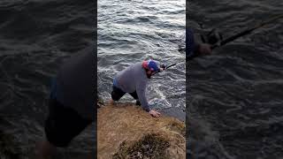 Bat Ray Tomales Bay July 13th