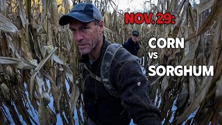 Nov. 29: Corn vs Sorghum - This one Surprised Me | Bowhunting Whitetails w/ Bill Winke