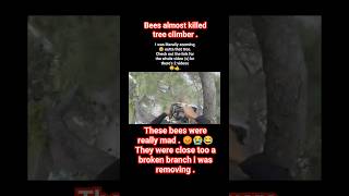 Bees Almost Killed Tree Climber 😭😂 #shortvideo #shortfeed #shorts #subscribe #like #comment #share