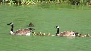 Family Swim at Stow Lake