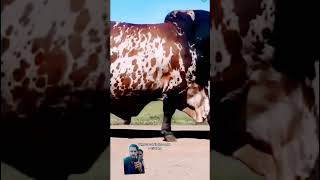 #cow #redcow #cattle #holycow #bull #cowbeauty #haiderhaiderrecords #automobile #viral #shorts