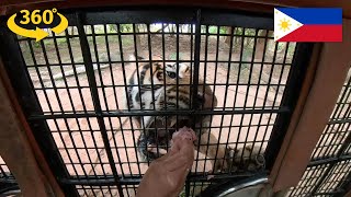 Zoobic Safari Tiger Feeding VR Experience - 360 Video