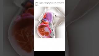 Pregnant Women Internal Organs #pregnancy #momlife