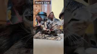 Kitties #viral #cat #cats #shorts #short #kitten #meow #trending #youtubeshorts #shortvideo #reels