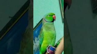 #alexander#parrot#birds#parrottalking#parrotlover#cute#ytshorts