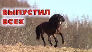 Кони и козы. Первые прогулки