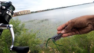 Fishing Florida lakes and Ponds full of Alligators with Penn Pursuit IV 2500 reel with 7ft micro rod