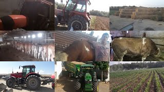 Yılmaz Çiftliği Tarım ve Hayvancılık İçerikleri | Yilmaz Farm Agriculture and Livestock Contents