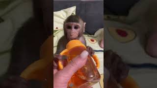 little funny baby Monkeys are my friend 🥰#monyet #babymonkey #animals #обезьяна