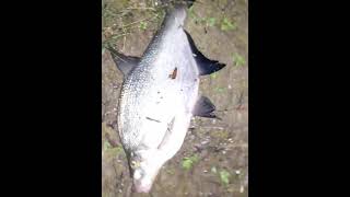 Один подлещик - Вот такая Ночная Рыбалка || Bream Bite on Night Fishing