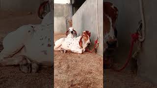 top gir breeding farm || results of Kanhaiya gir Bull