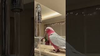 Burung love bird minum air kran #shortvideo #shorts #burung #lovebirds