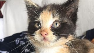 Kitten Was Found in Recycling Bin Looking for Food