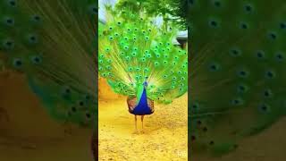 peacock dance #youtubeshorts#trendingshorts #please_subscribe_my_channel