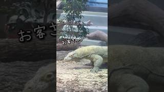 ドラゴンのファンサービス／東山動植物園［YouTube動物園］#コモドオオトカゲ