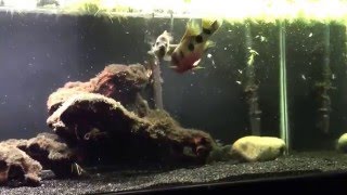 Zeus (Hemichromis Hybrid) vs Dovii