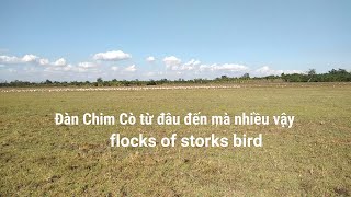 Flocks of storks Bird