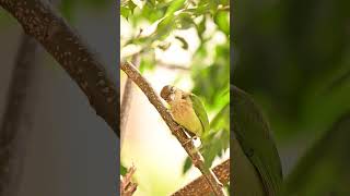 Everyday Visitor at home 😍 #viral #birds #shorts #wildlife #nature #cute #wildlife #new