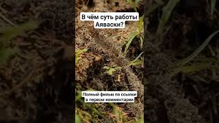 В чём суть работы Аяваски? #ayahuasca #аяваска #аяуаска #аяуаска #гипнокоучинг #павелдмитриев #птср