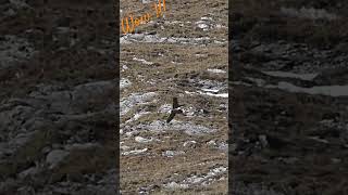 Bearded vulture’s show / Show de gypaètes barbus #wildlife #switzerland #vulture #gypaète