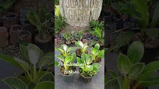 Philodendron 'Birkins' #subscribe #subscribemychannel #subscribe_now #subscribetomychannel