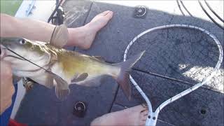 Biggest catfish @ Lake Pleasant #lakepleasant