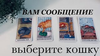 Вам сообщение🛎Выберите кошку😻