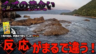 【チヌ日本記録の尾鷲磯】練り餌・食い渋りイエローとT–LANCERで爆釣！！