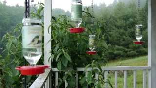 Soothing Country Sounds with Hummingbirds