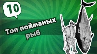 Рыба. Самая большая из пойманых