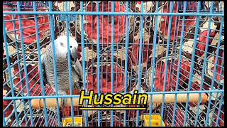 ya hussain | parrot calling ya hussain #yahussain #hussaini #hussainistatus #greyparrottalking