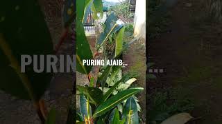 6 kelebihan bunga puring