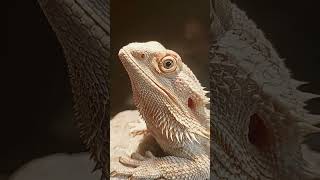 Curious Bearded Dragon!