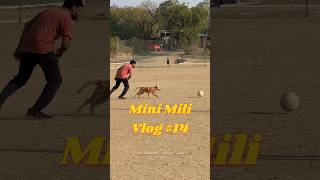 Mini Mili Vlog #14 #marathi #minivlog #youtubeshorts #goldenretriever #dog #shortvideo #dogshorts