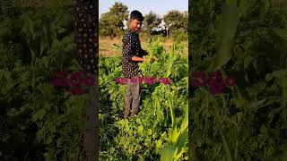 వర్షం కు కోత్మీర్ నష్టం #shortvideo #agriculture #kothmeer