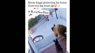 BRAVE PUPPY 🐶 SCARES AWAY 2 BIG BEARS #youtubeshorts #dog #doglover #animals #funny #shorts