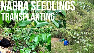 How to Grow Narra (Second Batch Seedlings Transplanting)