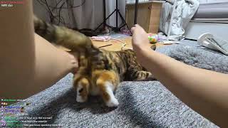 cat loves ass claps