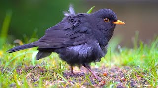 The Moulting Blackbird Still Looks Like A Mess Two Weeks Later [4K]