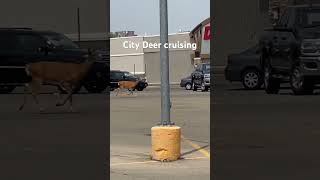 City Deer cruising the parking lot #shorts #nature #citylife #animals